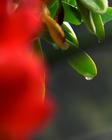 《雨后》宁静中的风声