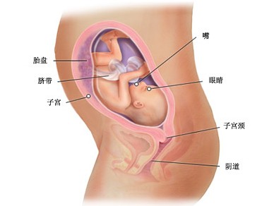 怀孕第二十七周