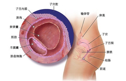 怀孕第三周