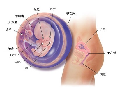 怀孕第九周