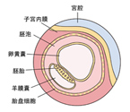 怀孕一个月胎儿发育图片