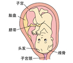 怀孕十个月胎儿发育图片