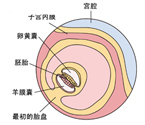 怀孕二个月胎儿发育图片