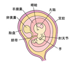 怀孕三个月胎儿发育图片