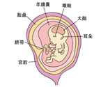 怀孕四个月胎儿发育图片