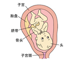 怀孕八个月胎儿发育图片