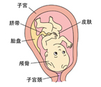 怀孕九个月胎儿发育图片